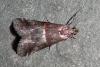 Acrobasis marmorea